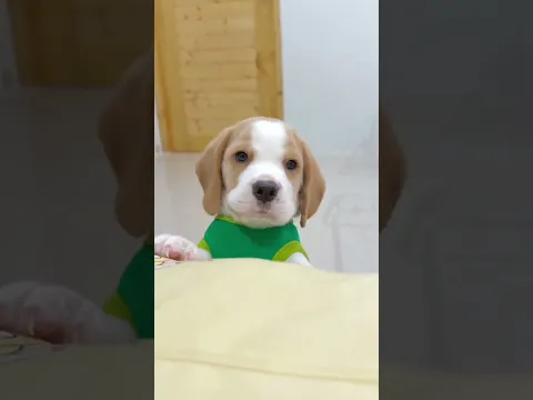suscribete por favor 🙏 #pets #cuteanimals #puppy #cutebaby #cute #dog #dogs #dogshorts #doglife