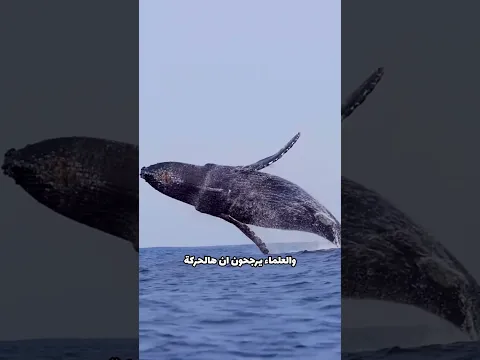 ليه ما نشيل القشور عن الحوت؟