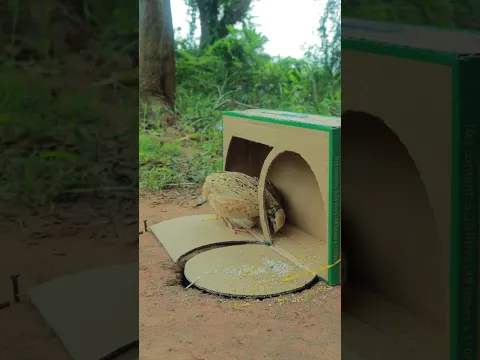Really Smart Outdoors Quail Trap Idea Using Cardboard Box #Outdoors #survival #camping