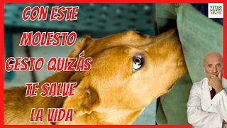 🔴 ¿PORQUE MI PERRO ME HUELE MIS PARTES ÍNTIMAS?🤫 TODOS SUS SIGNIFICADOS