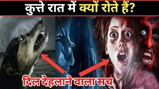 कुत्ते रात में क्यों रोते हैं? क्या सच में उन्हे भूत दिखाई देता है 🤔 Why Dogs Cry At Night ? जानिए।