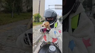 我不是偷狗贼！！！我不是偷狗贼！！！不是！不是！不是偷狗贼！ 这是捡到狗的全过程   无删减的！真的是捡到的 不是我偷的 更不是我去抢的😭#捡狗