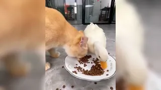 The Most HILARIOUS Cats & Dogs!