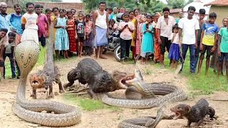 नेवला और सांप का ऐसा लड़ाई आपने कभी नहीं देखा होगा😱 दोनों गिरा कुंए में Snake Vs Mongoose Fighting