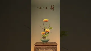 中式插花零基础入门 一花一器(菊花) #flowers #florist #ikebana