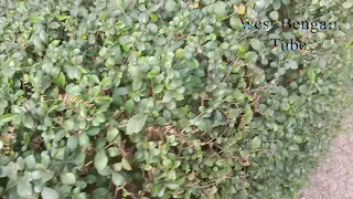 Garden Tips 12 || Accurate Cherry Laurel hedge plants with Natural View