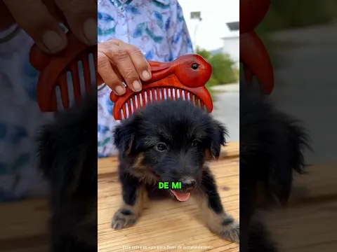 Un Peine de Madera para el Cachorro de la Abuela ☺️💥🎁