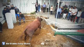 Bakrid 2020 Memories Camp-Diable
