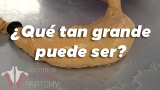 ¿Cuánta comida puede contener el estómago humano?