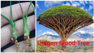 Dragon Blood- Easy way to grow plants from seeds that are difficult to germinate