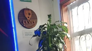 Cuidados en la piel y salud dental en peluditos domésticos ❤️
