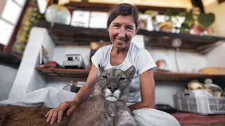 El Puma que Adoptó a una Humana