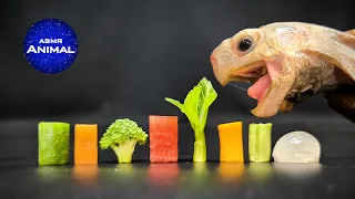 ASMR Mukbang Eating Food 🐢 Turtle Tortoise 104