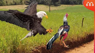 QUANDO A ÁGUIA ATACA O GALO