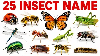 🐞 Wow! Learn 25 Insect Names for Kids | Colorful Bugs Names with Pictures | Fun Learning Video