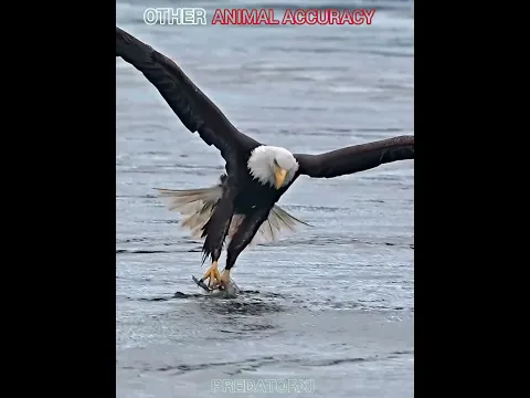 other animal accuracy vs this last ome