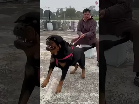 dengerous dogs 🐶🐩🐕😱😱 #dogs #dogshorts #dogvideos #facts