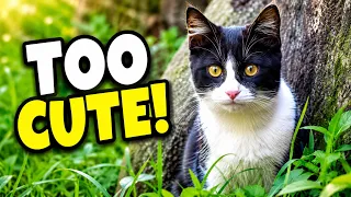 Kittens Playing in the Grass With Toys 😻 | Pure Kitten Chaos!