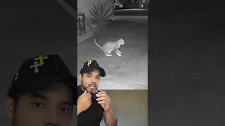 Duende real se pelea con mi gato #skinwalker #miedo #terror #scary #horror #paranormal #fantasma