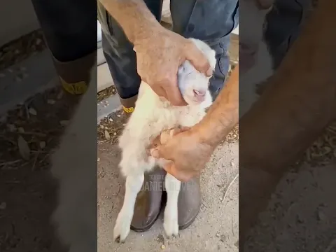 via: @shorttails(feat. @kidofun3d & @GoatDaddys) #animais