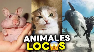SHORTS DE ANIMALES VIRALES 😲 La Mejor Recopilación