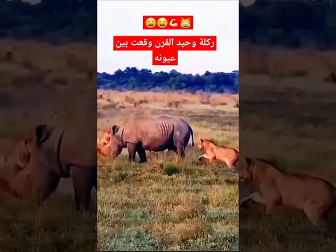 ذكاء وحيد القرن: هل هو أكثر من مجرد أنوف كبيرة#shorts