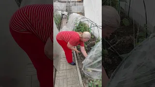 Огурцы совсем не растут. Томаты с картофельным листом.