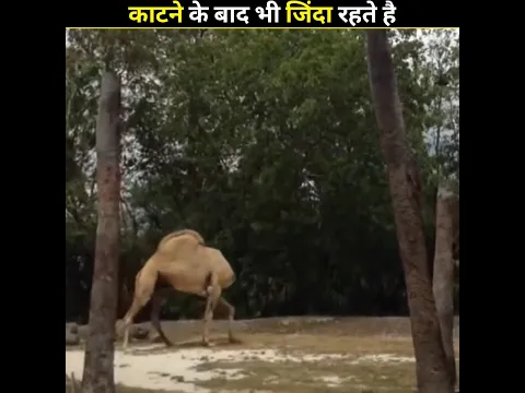 ऐसे जानवर जिन्हे काटने के बाद भी जिंदा रहते है @MRINDIANHACKER #shorts #ytshorts #facts #viral