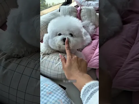 Mamãe Me Fez Esperar Para Ir ao Parque! 😭🐶🌳