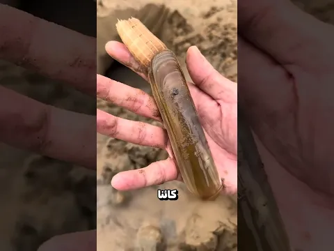 كائن غريب في رمال البحر😲؟!