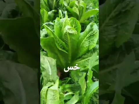 شوفتو مزرعتنا بالبيت؟ بدكم جولة فيها؟