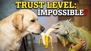 Dog and Iguana Trust Each Other This Much?