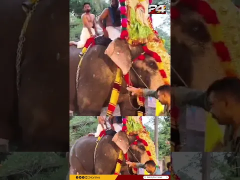 കൊല്ലത്ത് ക്ഷേത്രോത്സവത്തിൽ ഗതാഗതം നിയന്ത്രിച്ചയാളെ ചവിട്ടി താഴെയിട്ട് തിടമ്പേറ്റിയ ആന