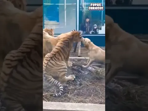 CACHORRO SEPARA BR1G4 ENTRE LEÃO E TIGRE  #video #comedy #comedia #viral #tiktok #shorts #short