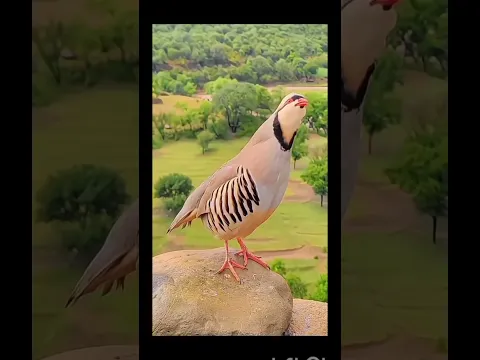 Beautiful birds with sweet voices, bringing peace to nature. 🐦🎶🌿#Birds #BirdSounds #Nature