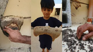 مووسم الخيرر قص خليه عسل بوطويق الحمدلله عسل برم ما شاء الله