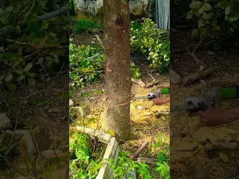 CHAINSAW ELEKTRIK tebang pohon nangka ..
