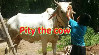 Learn to wash cows, love cows, the weather is too hot, the owner washes the cows with love