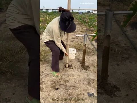 천공기술! 손으로 눌러 밭에 깊은 구멍을 만드는 작업 (식재 간격 맞춤 기술)