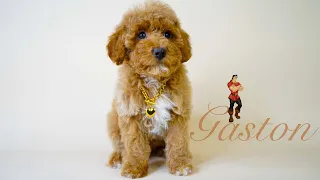 Miniature Poodle Puppy Photoshoot