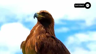 النسور الجائعة  تقلب الموازين ضد الماعز البري وصغارها ! 🦅🐐شاهد كيف تتحول المعركة #عالم_الحيوان 🦁