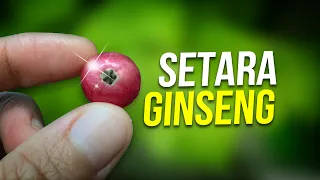 Kersen: Tumbuhan Nostalgia Dengan Manfaat Sejuta #AlamSemenit