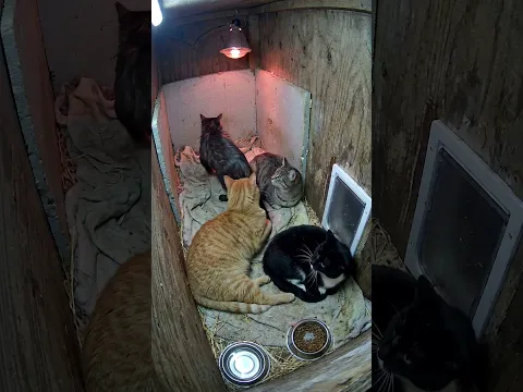 He Shook Water On The One Cat Who Was Actually Sleeping 🐾🌧️