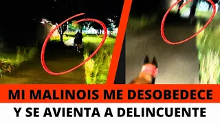 Mi Malinois me desobedece y se avienta a delincuente que asaltaba a una chica 😱 (dramatización)