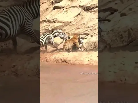 Leopard क्यों Hyena और Lion से डरता हैं ?🤯🤔 By info fact News