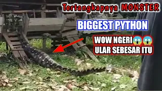 phyton snake #ularterbesar #ularpiton #snake #drag #bigsnake #Biggestpython