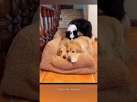 The True Friendship 😊 #shortvideo #friendship