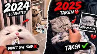 The Most Legendary Cat & Dog Memes (Then Vs Now) 😱