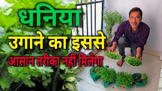 घर में धनिया उगाने का सबसे सीधा साधा तरीका / Easiest Method of Coriander Growing at Home