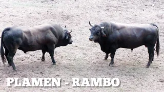 PLAMEN - RAMBO udarna borba dana | korida Mrljevići Banovići  02.07.2022.
